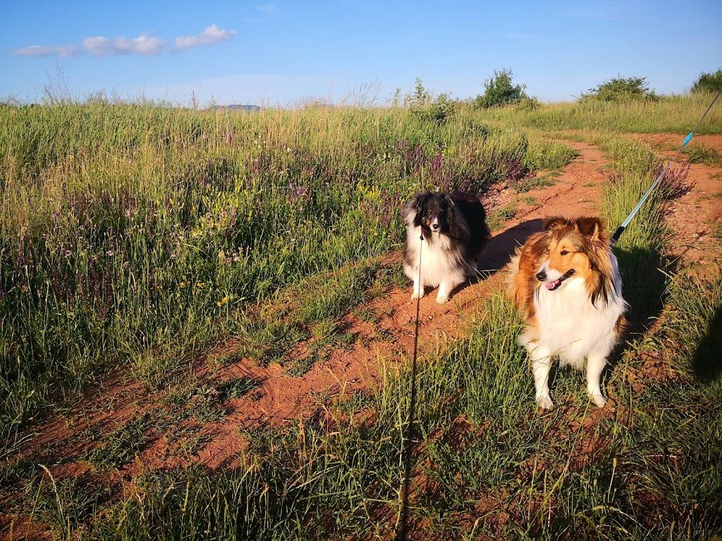 Хотел за домашни любимци "Pets Heaven" — фото 3