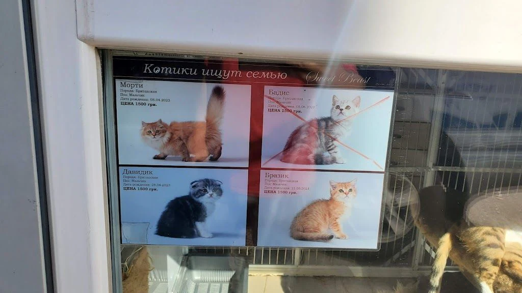 Житомирський Центр Захисту Тварин "Four Paws" — фото 3