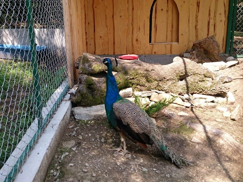 Вольєрне господарство Карпатського НПП — фото 5