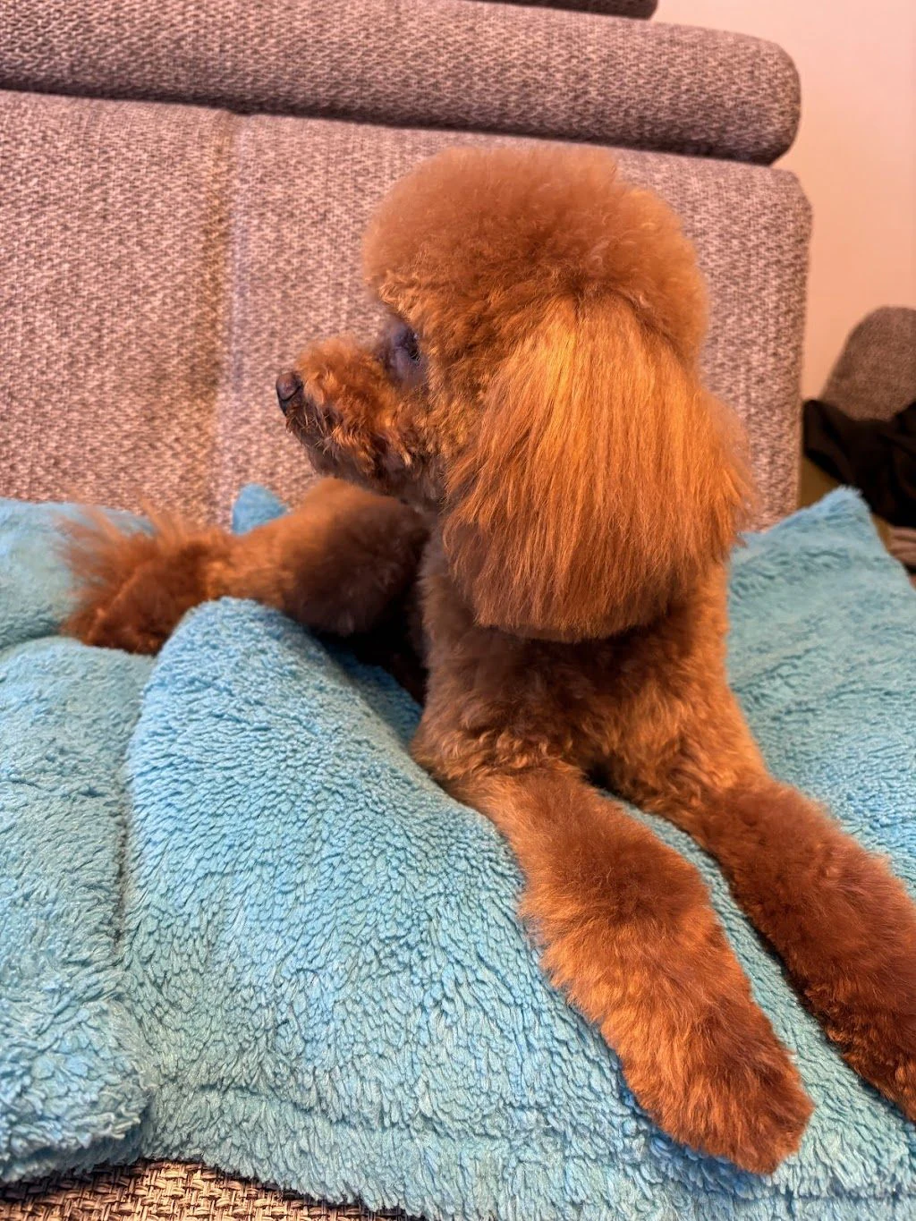 Груминг салон "DOG-issimo Grooming" — фото 5