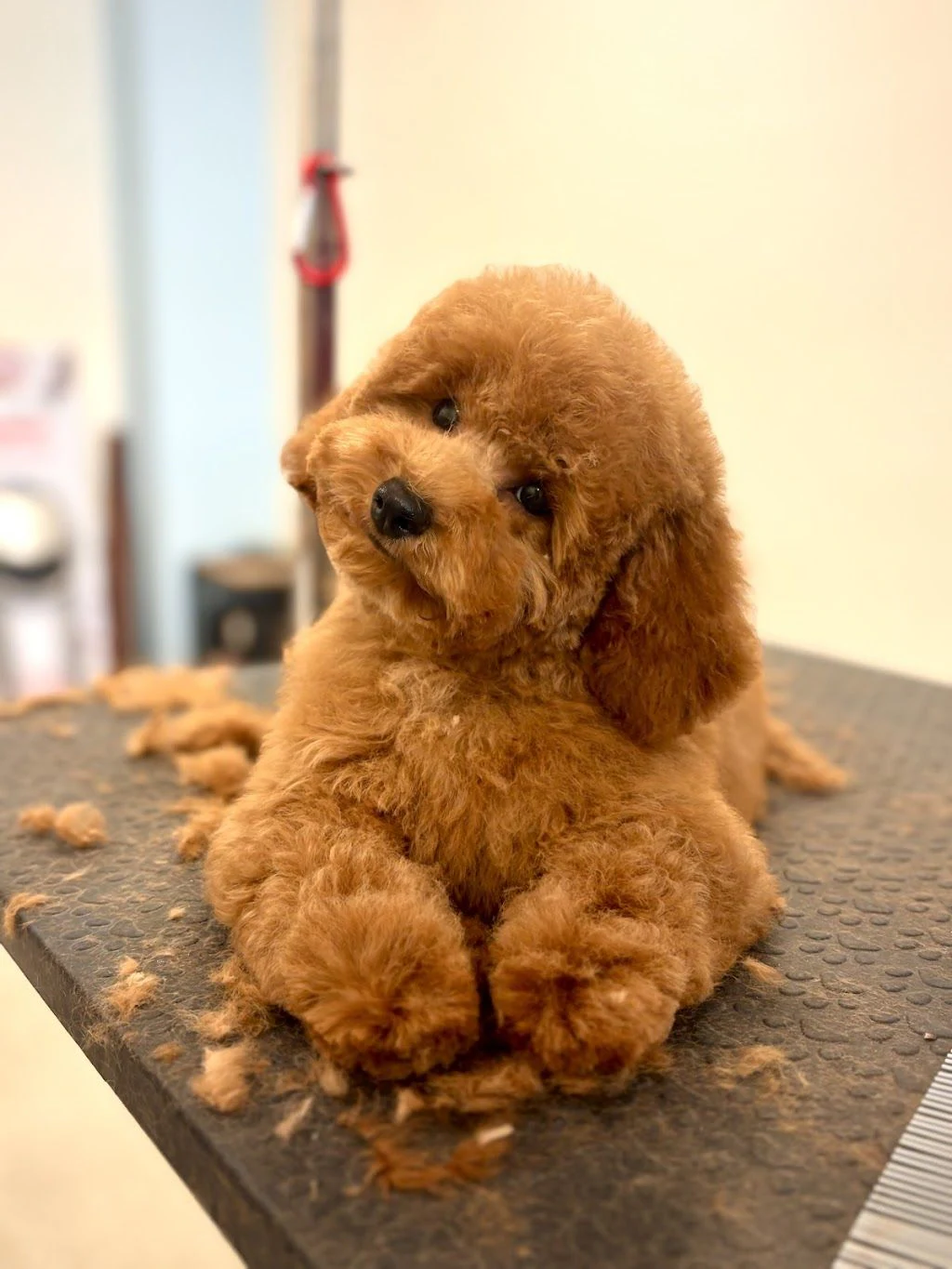 Груминг салон "DOG-issimo Grooming" — фото 4
