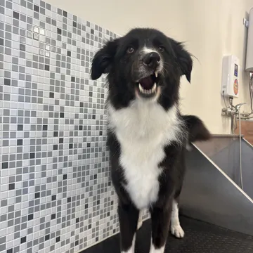 Фото бізнесу Груминг салон "DOG-issimo Grooming"