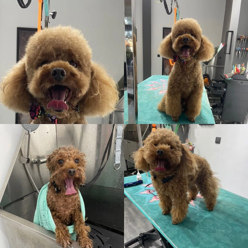 Груминг салон "SLEEK DOGS grooming" — фото 4