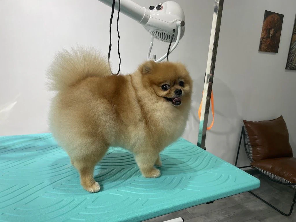 Груминг салон "SLEEK DOGS grooming" — фото 3