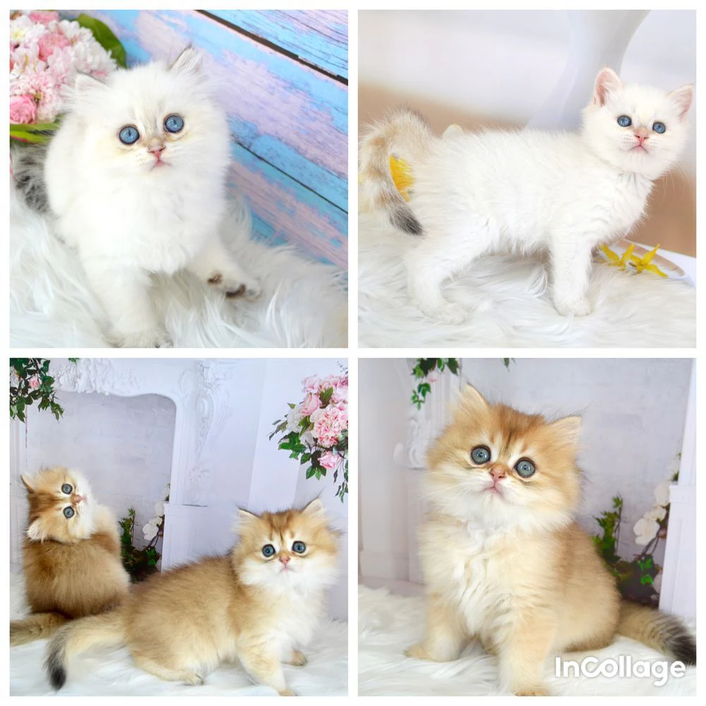 Британські котята золота шиншила.