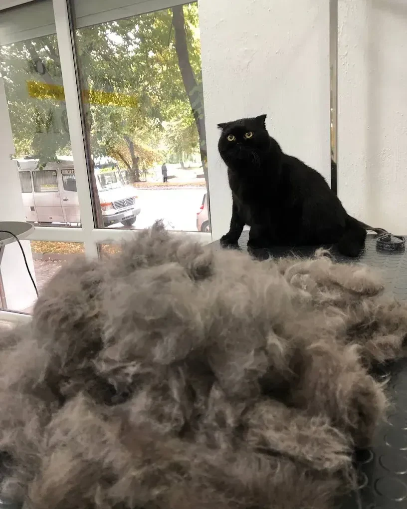 Грумінг-салон "Salon Groom" — фото 10