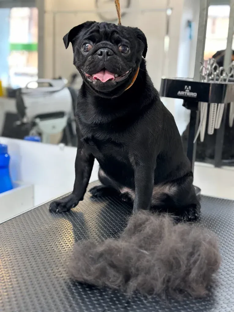 Грумінг-салон "Salon Groom" — фото 8