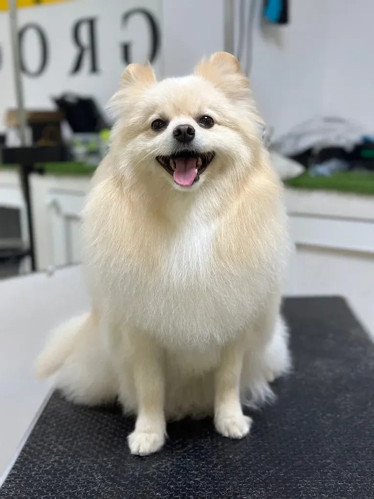 Грумінг-салон "Salon Groom" — фото 2