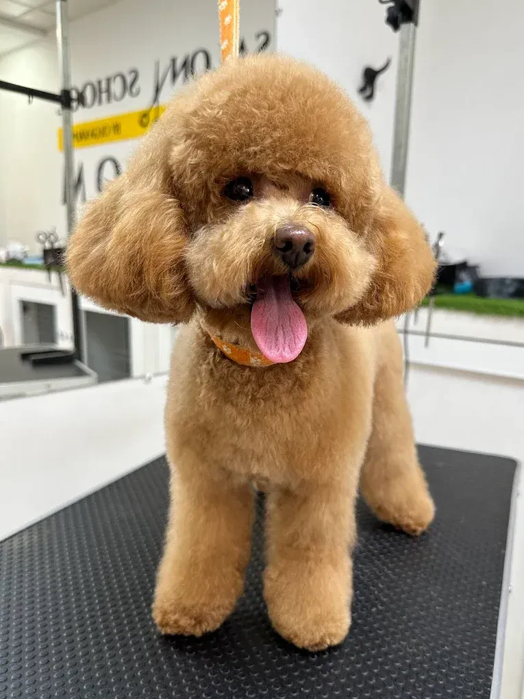 Грумінг-салон "Salon Groom" — фото 4