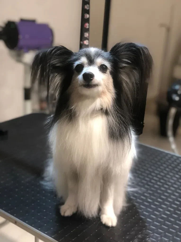 Грумінг-салон "Salon Groom" — фото 9