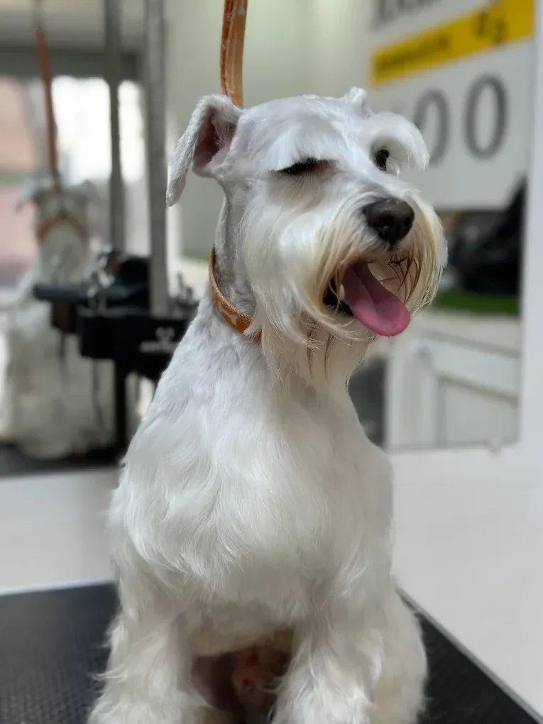 Грумінг-салон "Salon Groom" — фото 6