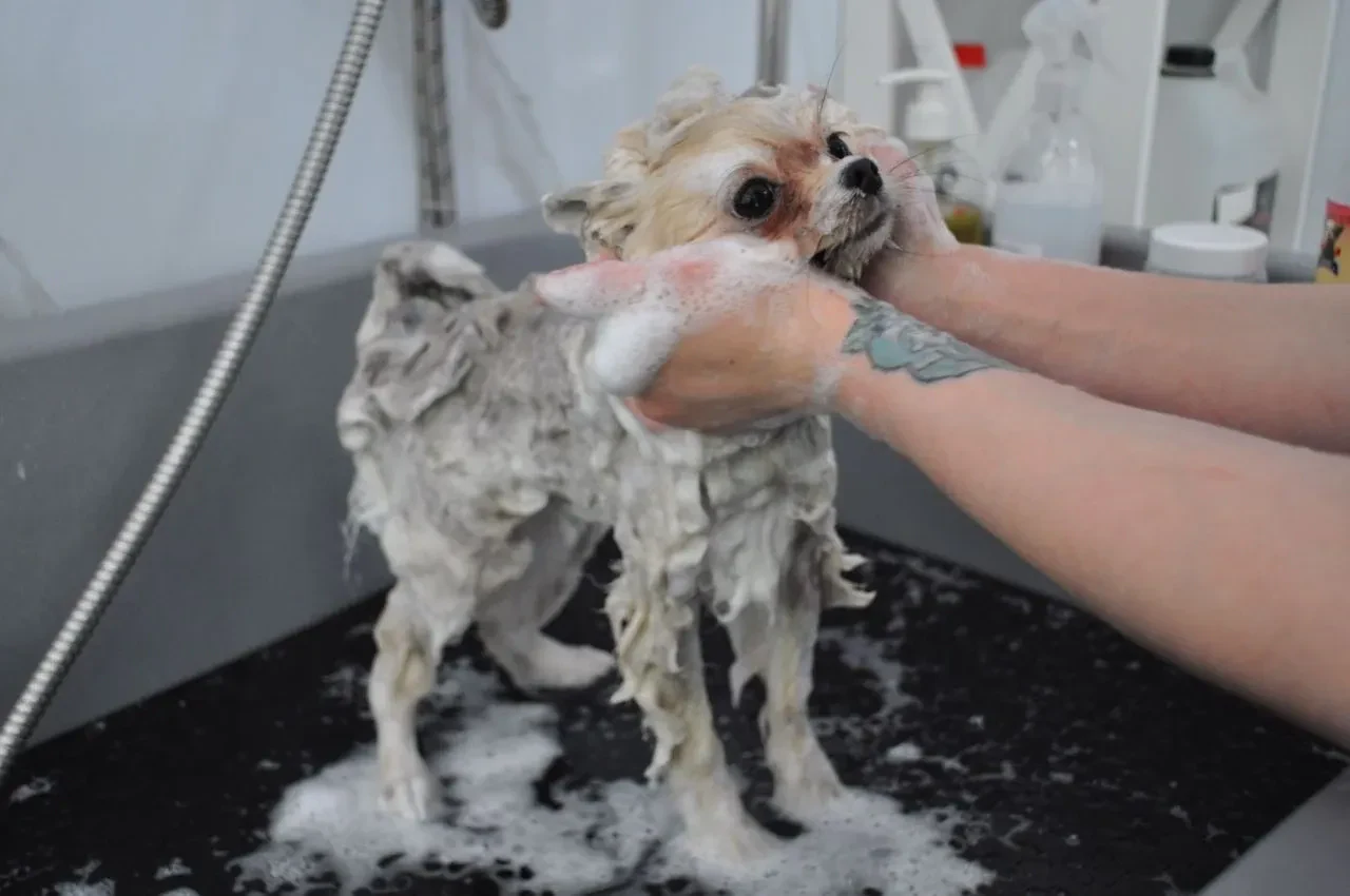 Грумінг-салон "Salon Groom" — фото 13