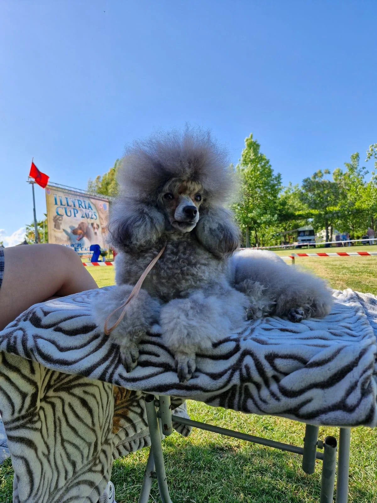 Груминг салон "VIP Pet" — фото 2