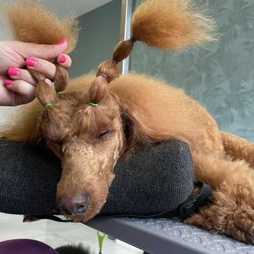Фото бізнесу Груминг салон "AJ Grooming"