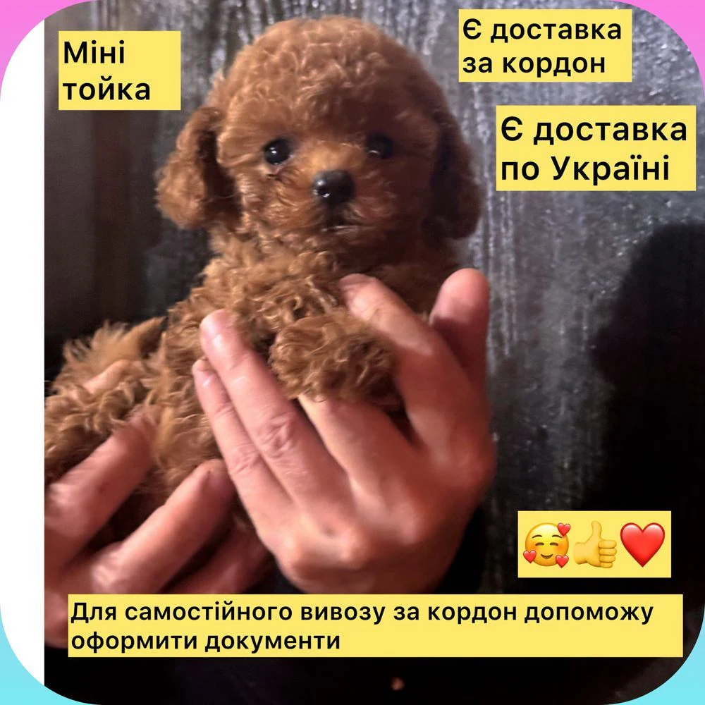 Продаж: Міні Той-Пудель (Дівчинка PREMIUM, Бебі-фейс)
