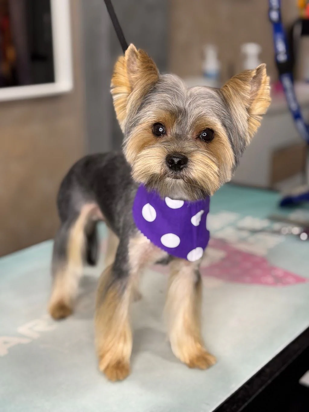 The Smini Groomer Pet Studio Фризьорско Студио за Кучета — фото 4