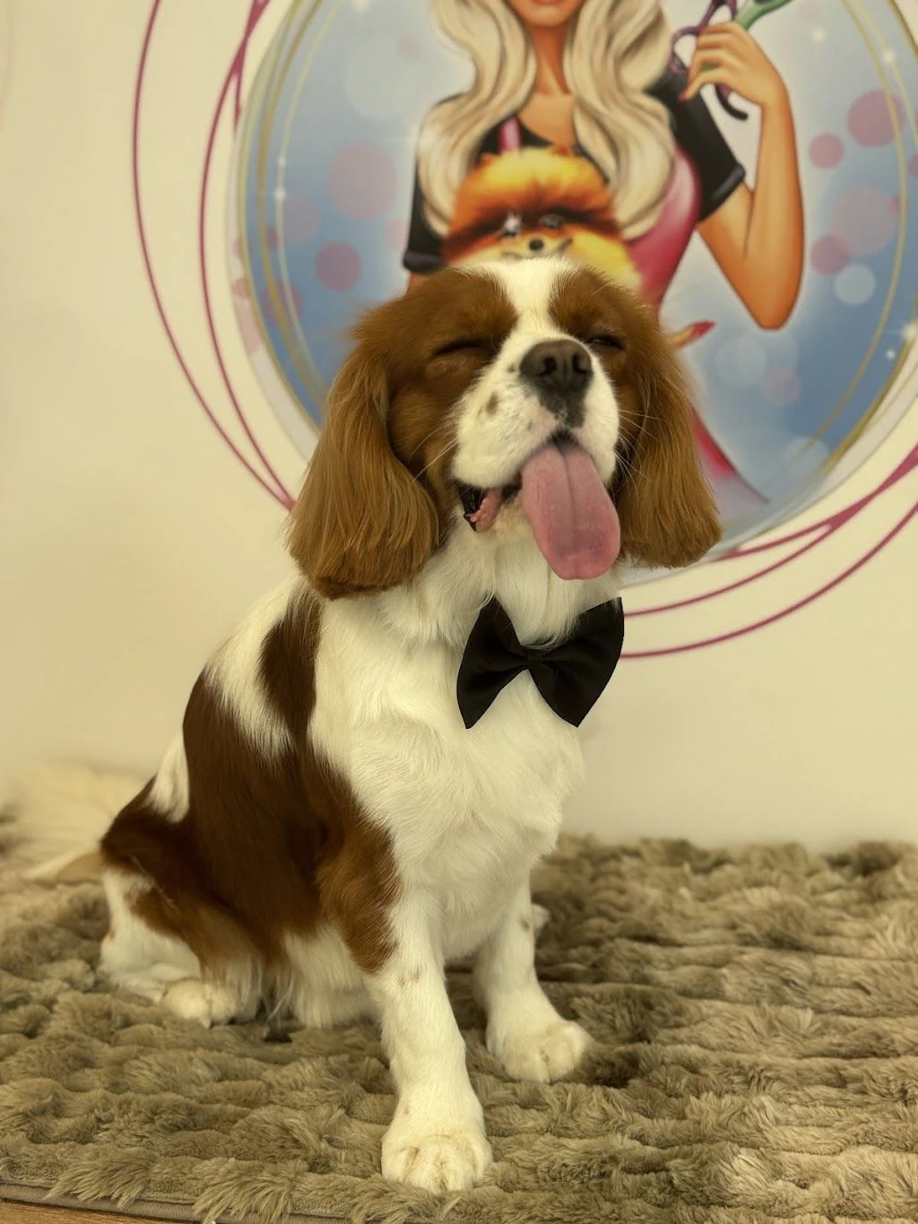 The Smini Groomer Pet Studio Фризьорско Студио за Кучета — фото 5