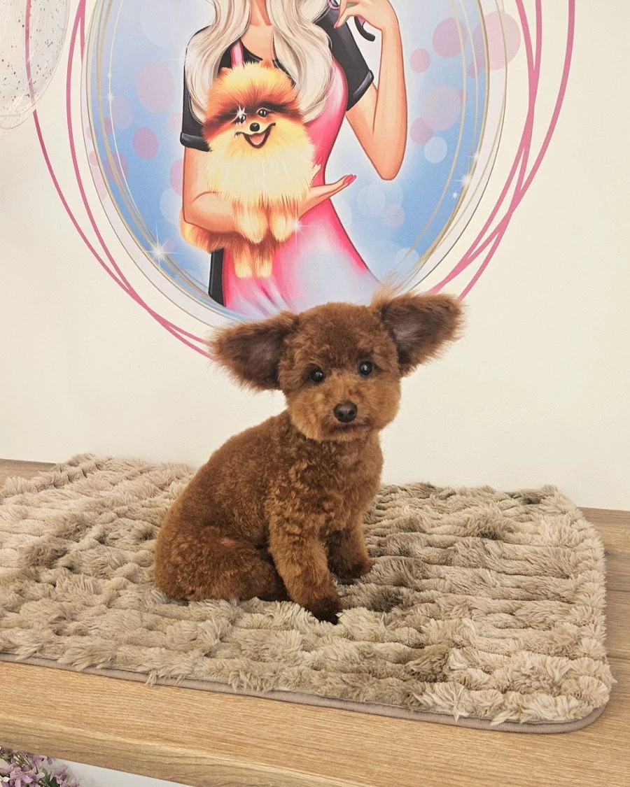 The Smini Groomer Pet Studio Фризьорско Студио за Кучета — фото 2