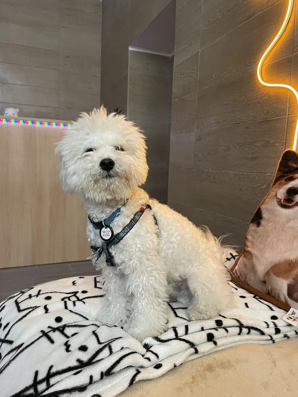 ГРУМІНГ | ЗООГОТЕЛЬ | ДОМАШНЯ ПЕРЕТРИМКА "PETLAND" — фото 4