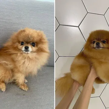 Фото бізнесу Грумінг-салон "Doggy Сouture"