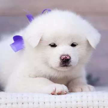 Фото бізнесу Розплідник KOUFUKUNA❤️INU