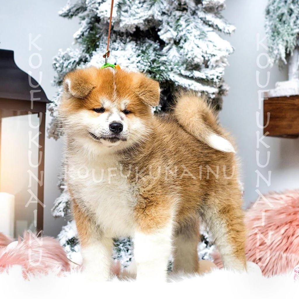 Розплідник KOUFUKUNA❤️INU — фото 5