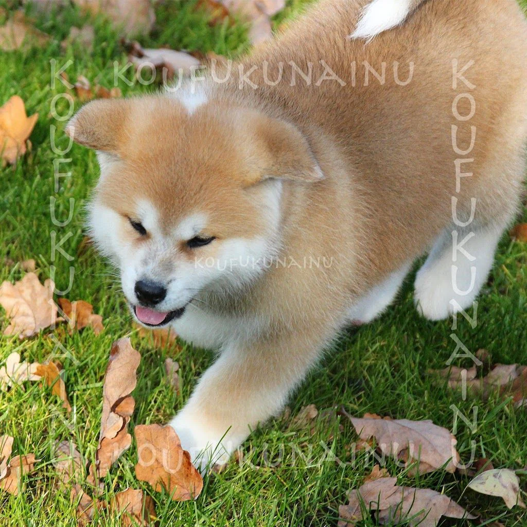 Розплідник KOUFUKUNA❤️INU — фото 3