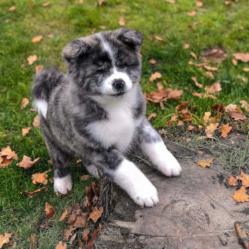 Розплідник KOUFUKUNA❤️INU — фото 4