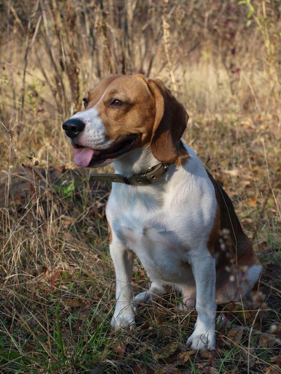 Школа для собак - Dog Training — фото 5