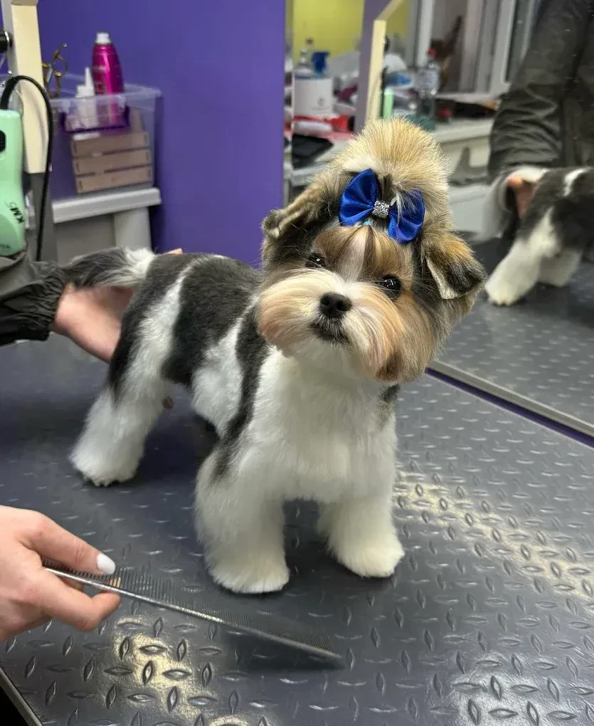 Грумінг салон "Cool Pet" Одеса — фото 10