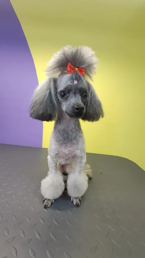 Грумінг салон "Cool Pet" Одеса — фото 4