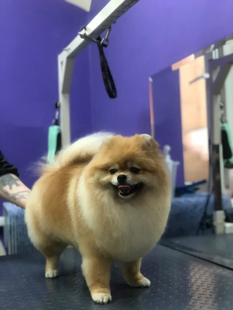 Грумінг салон "Cool Pet" Одеса — фото 3
