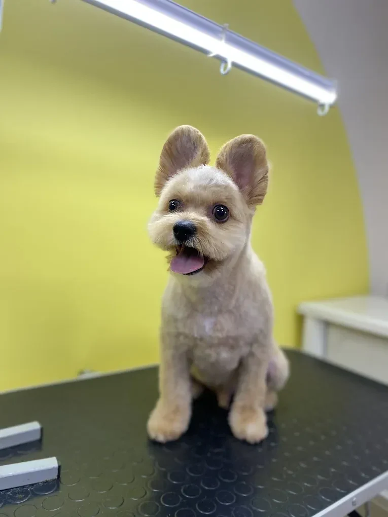 Грумінг салон "Cool Pet" Одеса — фото 9