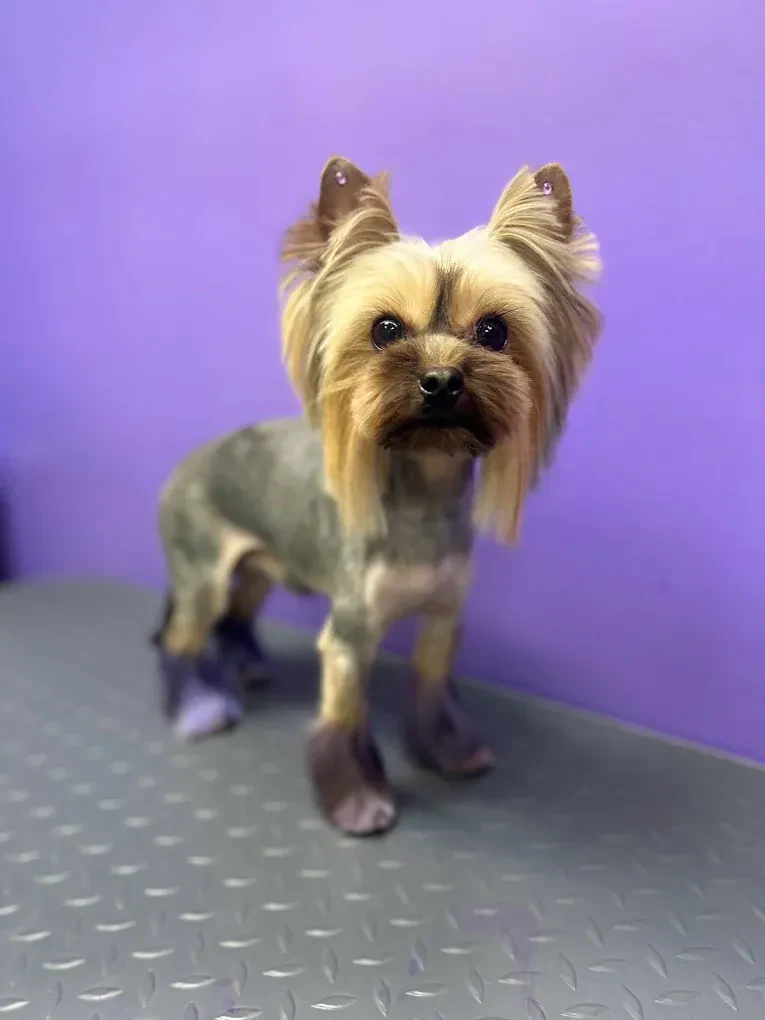 Грумінг салон "Cool Pet" Одеса — фото 2