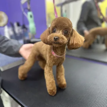 Фото бізнесу Грумінг салон "Cool Pet" Одеса
