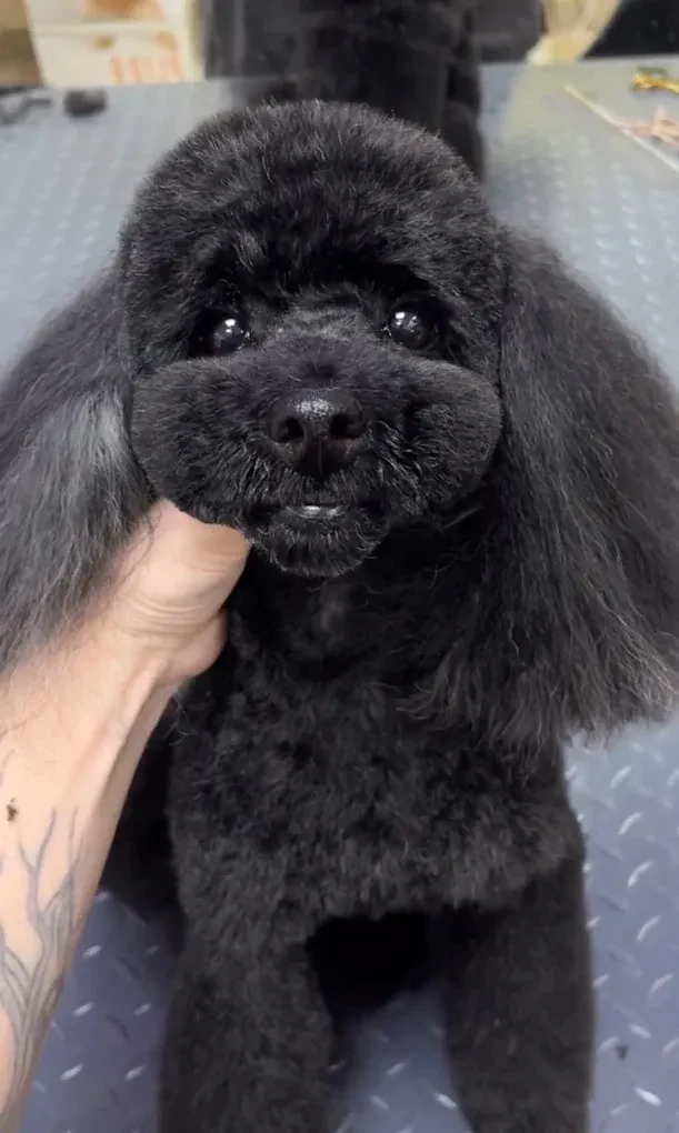 Грумінг салон "Cool Pet" Одеса — фото 8