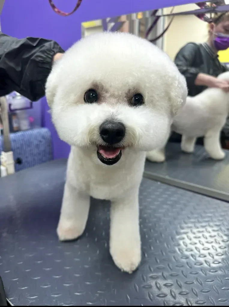 Грумінг салон "Cool Pet" Одеса — фото 11