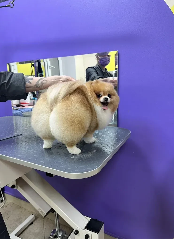 Грумінг салон "Cool Pet" Одеса — фото 7