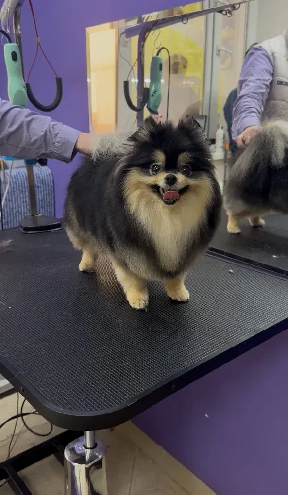 Грумінг салон "Cool Pet" Одеса — фото 12
