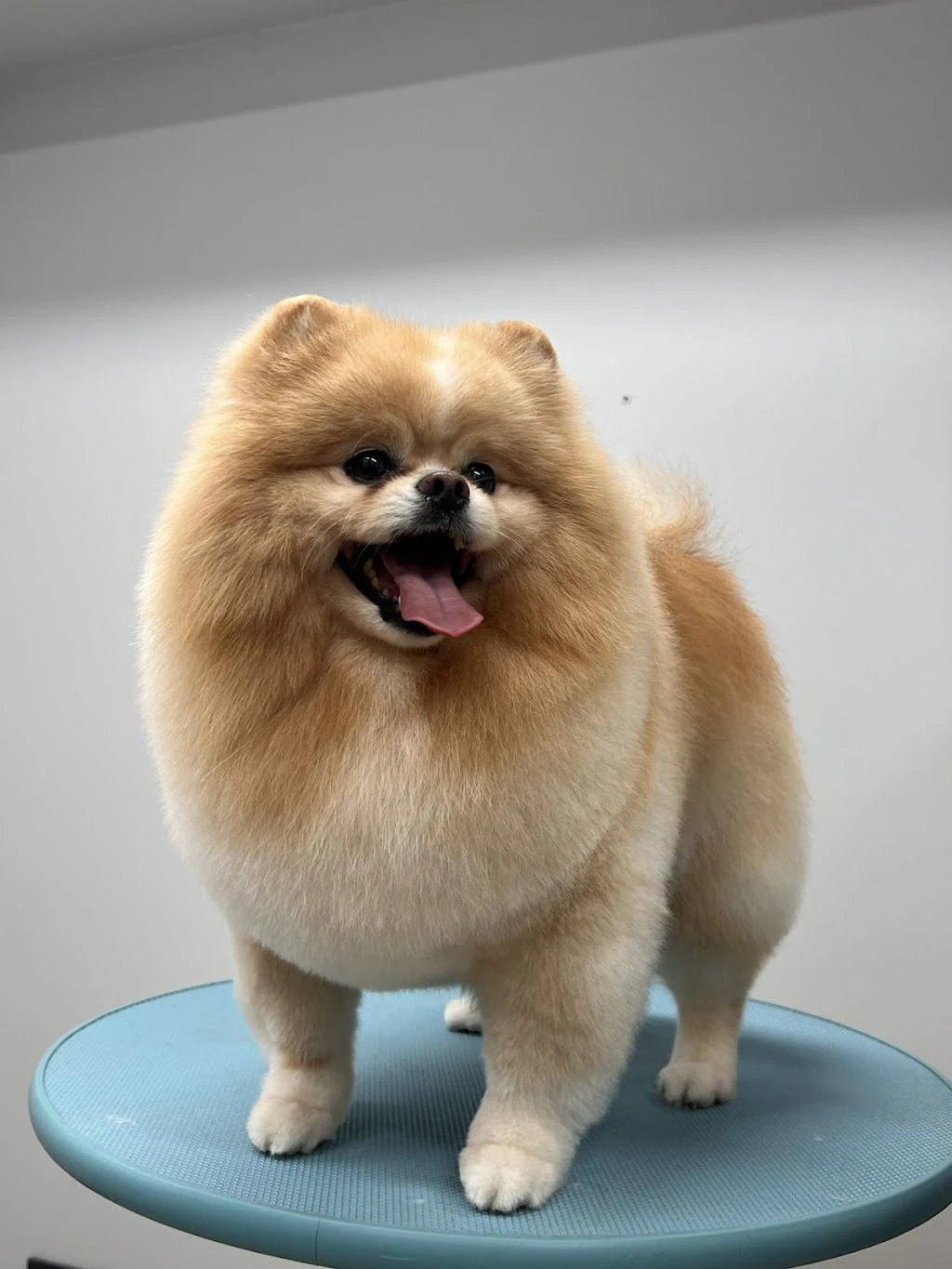 Професійний грумінг & освітній простір для pet-батьків Shining Paws — фото 3
