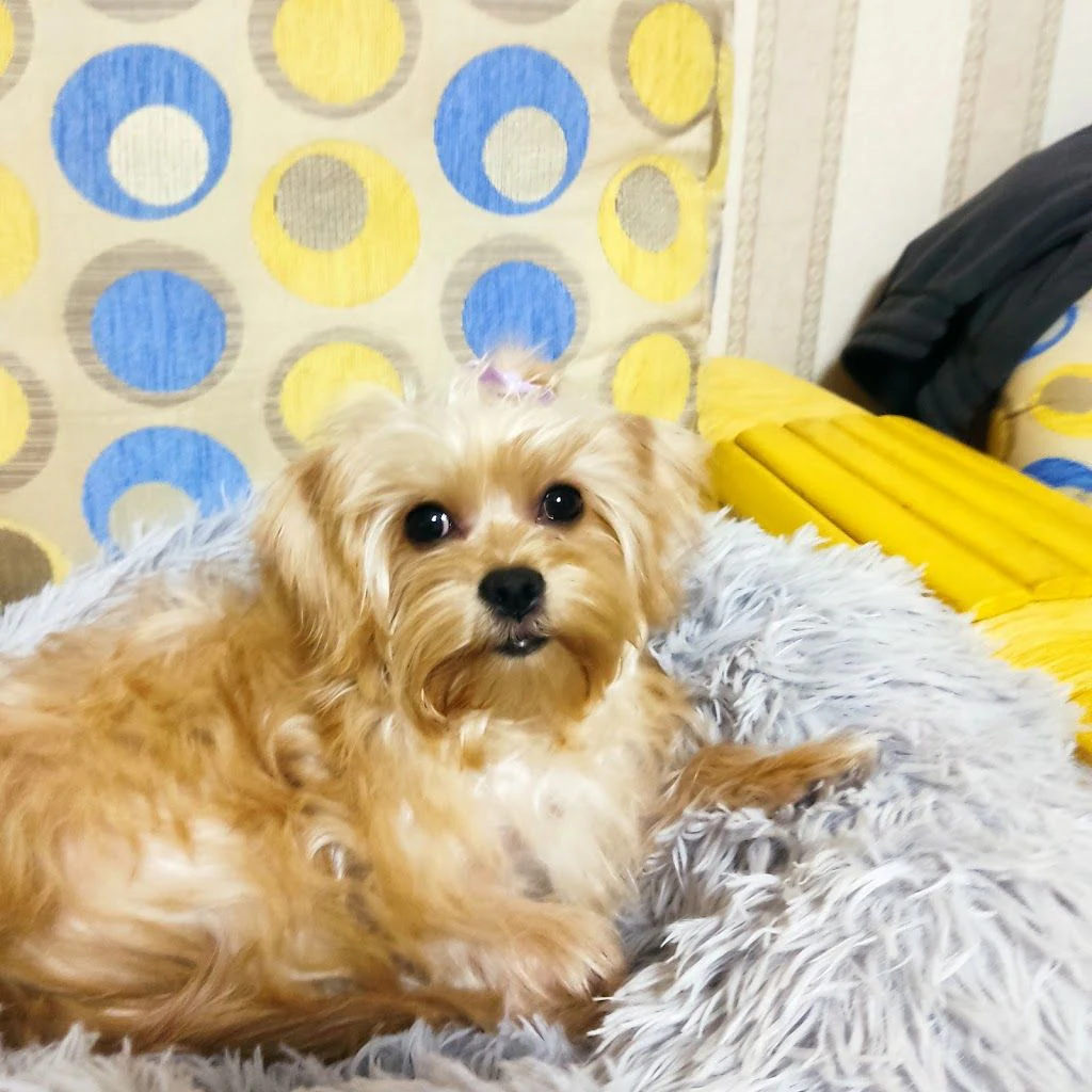 Професійний грумінг & освітній простір для pet-батьків Shining Paws — фото 4