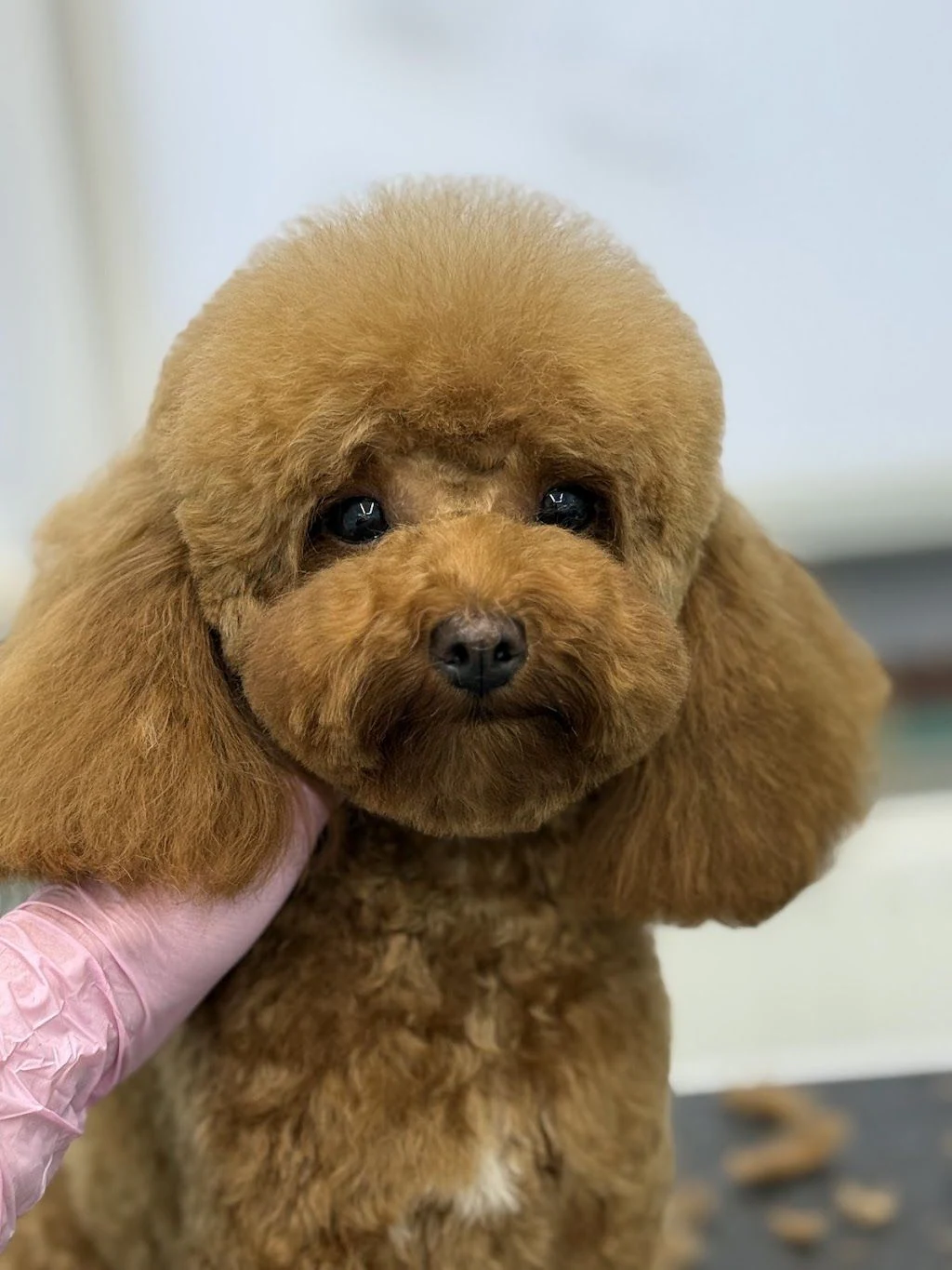 Професійний грумінг & освітній простір для pet-батьків Shining Paws — фото 2