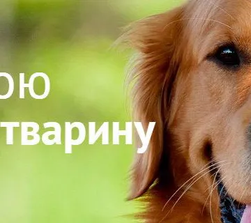 Фото бізнесу Ветеринарний госпіталь "Step"