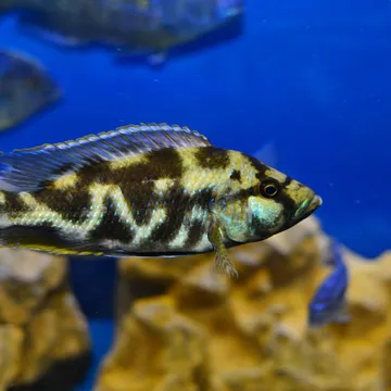 Фото бізнесу ТМ "Aqua Exotic"