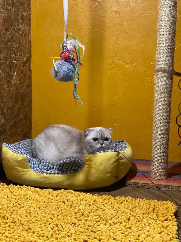 Готель для улюбленців "ZooParking" Одеса — фото 4