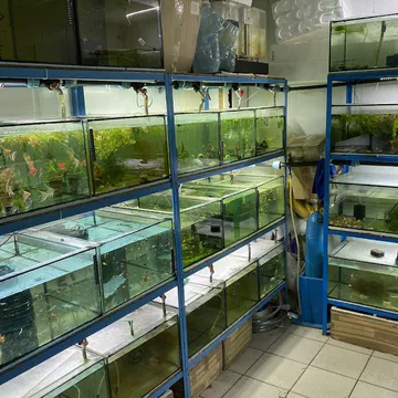 Фото бізнесу Магазин акваріумних рибок "Аквакраїна"