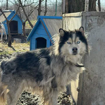 Фото бізнесу Общински приют за безстопанствени животни - Добрич