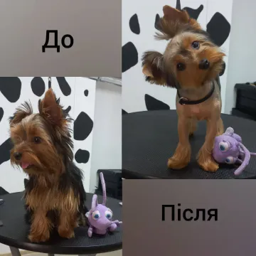 Фото бізнесу Грумінг салон "101 Далматинець"