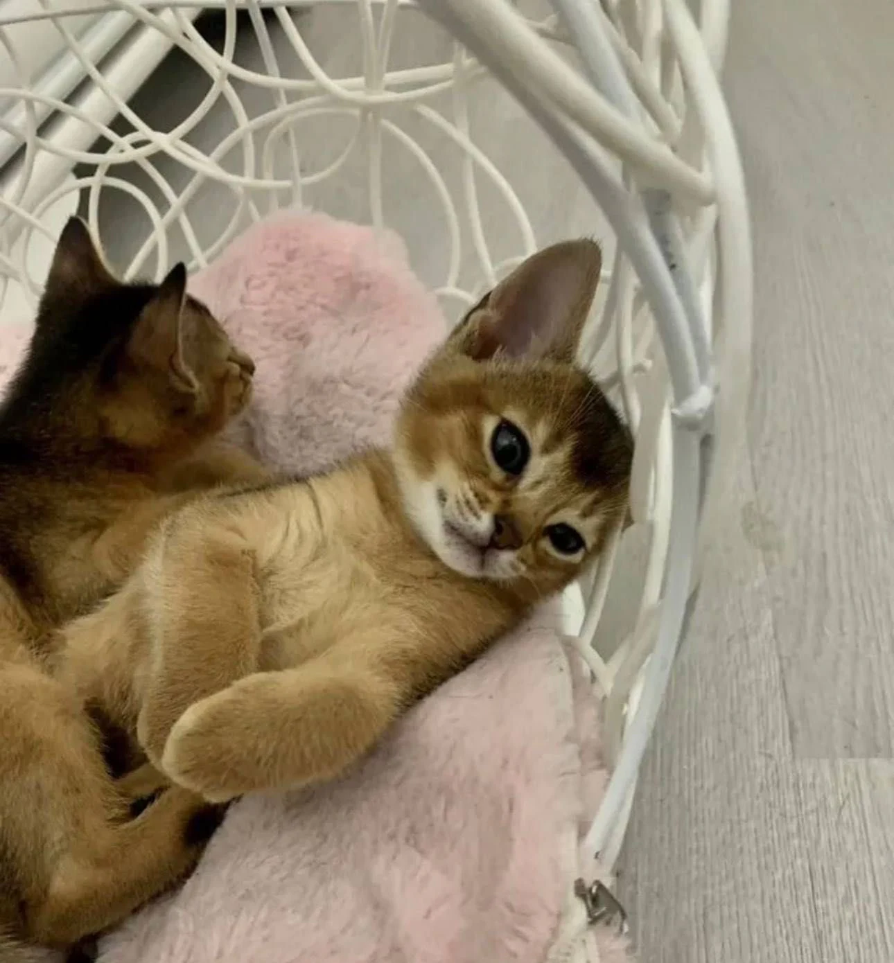 Абіссинське кошеня