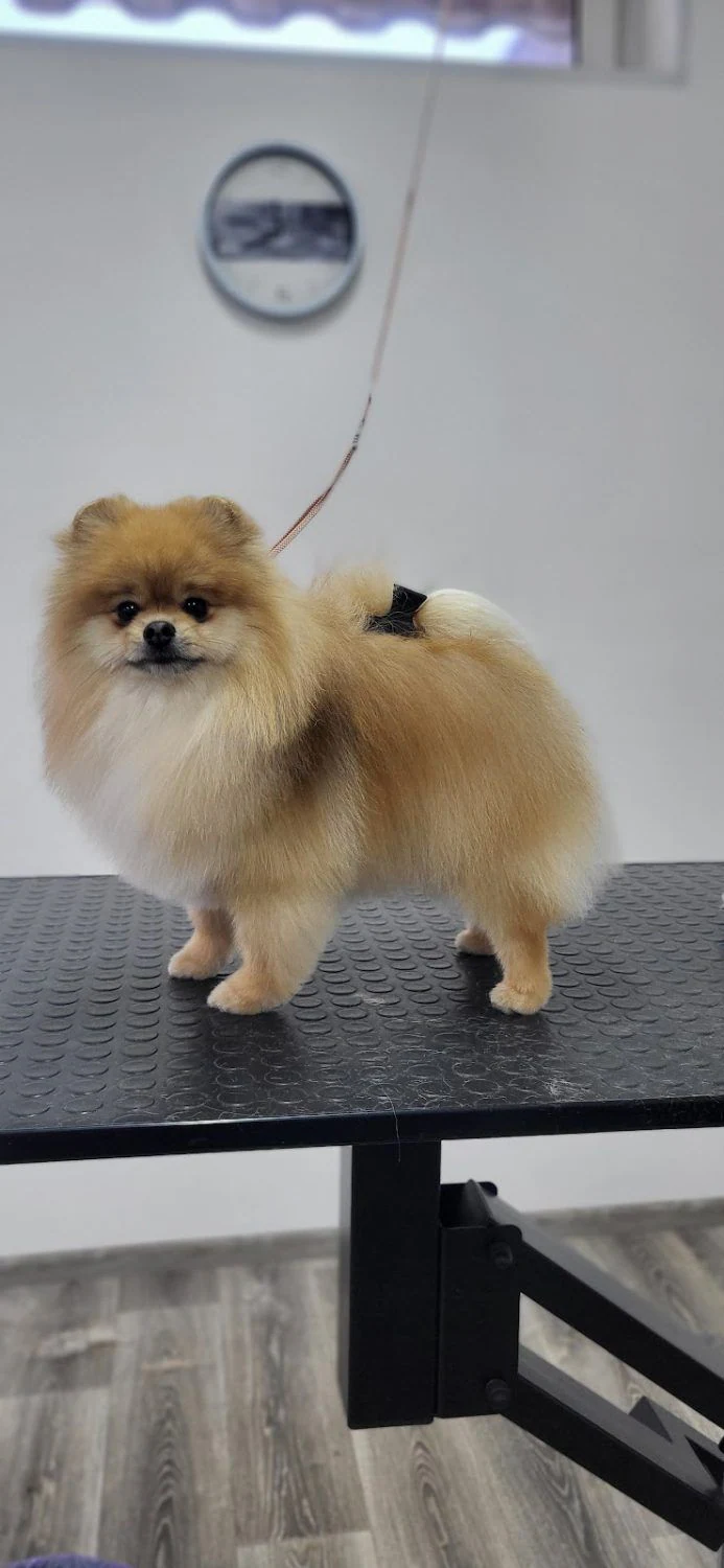 Грумінг-салон "Woof Groom" — фото 3